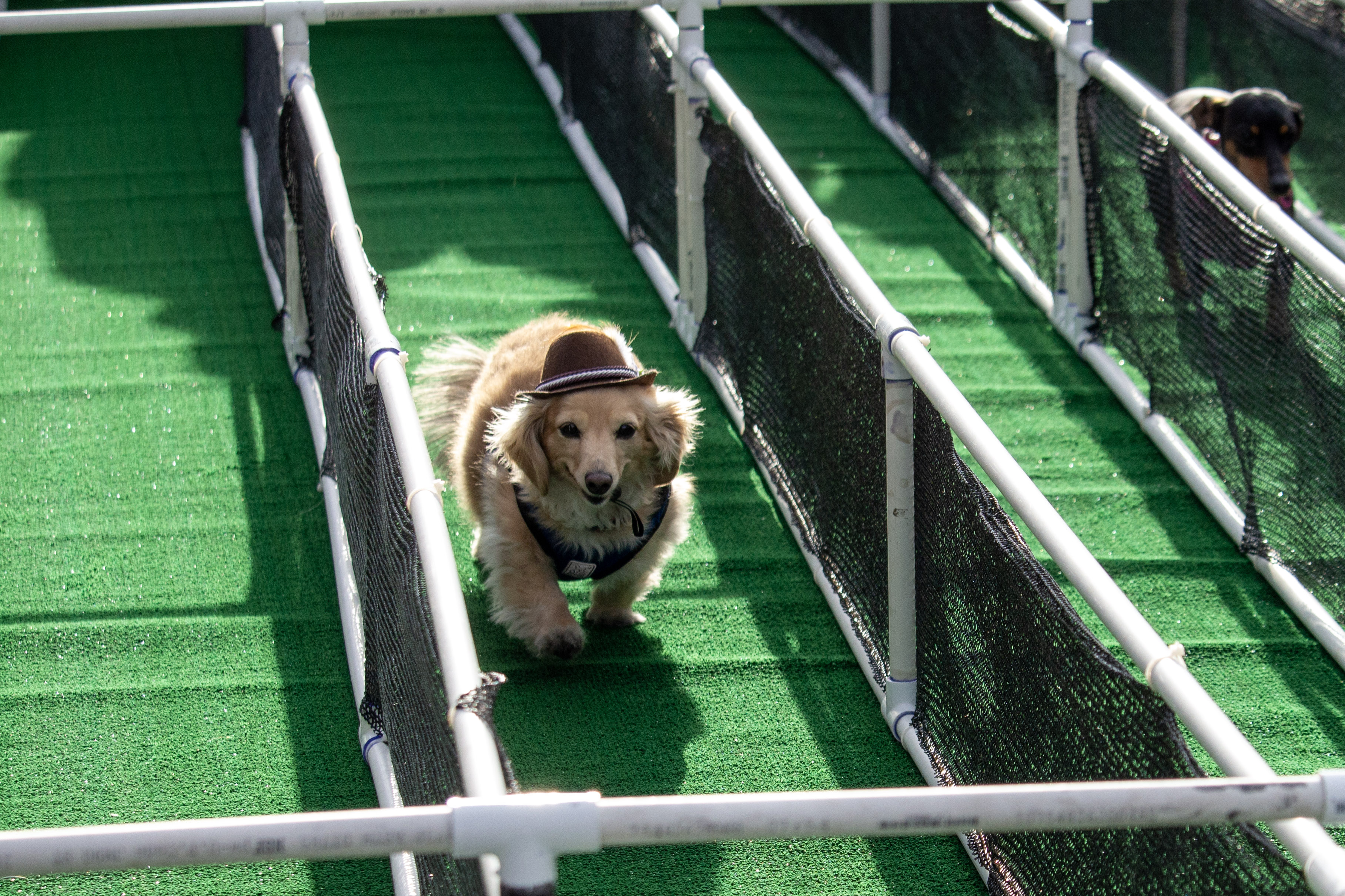 Dachshund Races